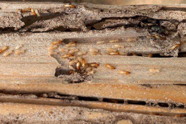 Pest Control for Restaurants in Newfield, NJ