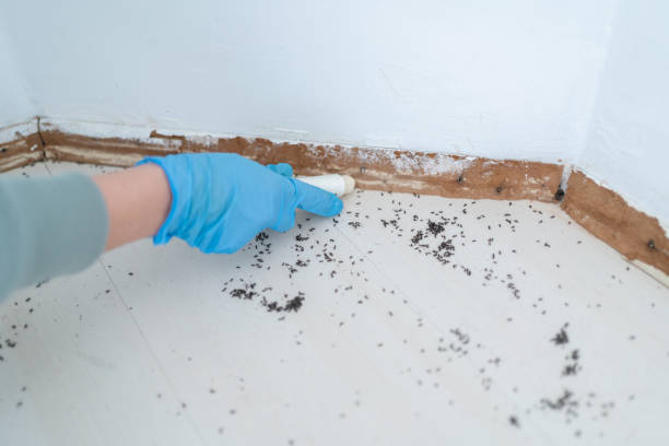 Reliable Newfield, NJ Pest Control Solutions